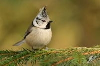 Sykora parukarka - Lophophanes cristatus - Crested Tit 7516